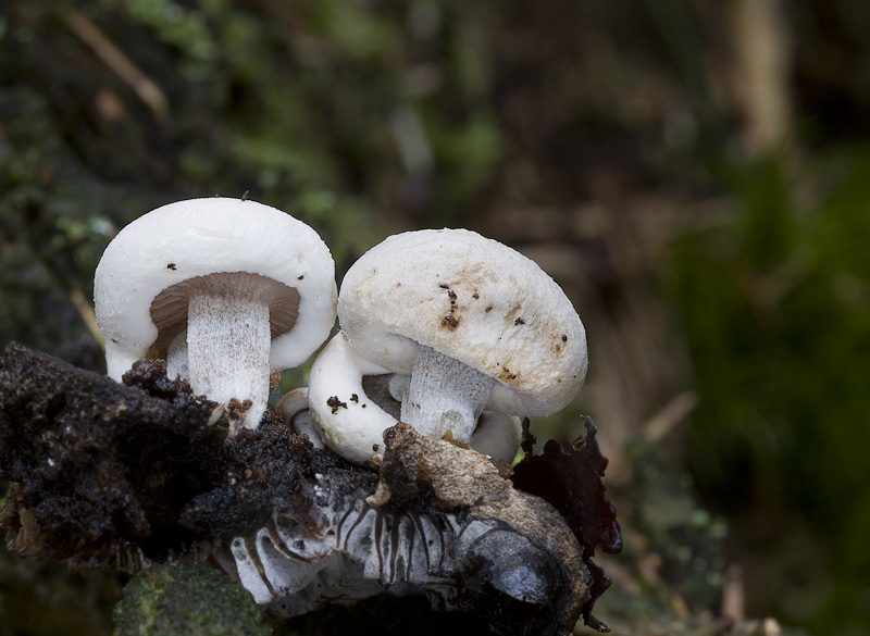 Asterophora lycoperdoides